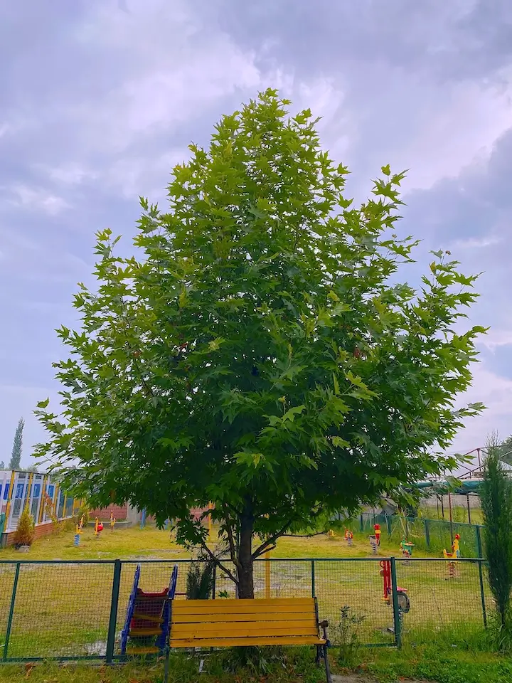 A young chinar tree growing in the KEEF school playground